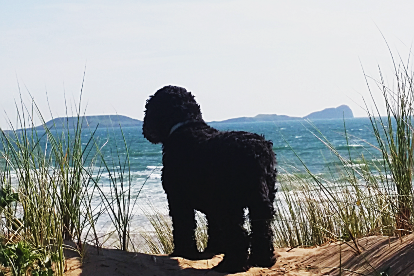 Personalised Platinum Pooch Training Package