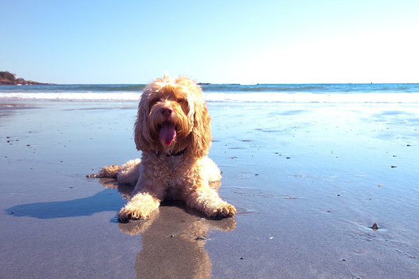 Platinum Pooch Pursuit