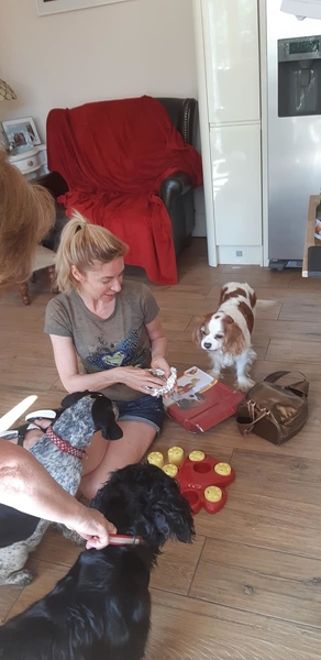 Enrichment for your dog inside during the heat #doghomevisitnewport