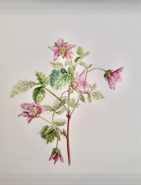 Blaeberries and Salmonberries in Springtime