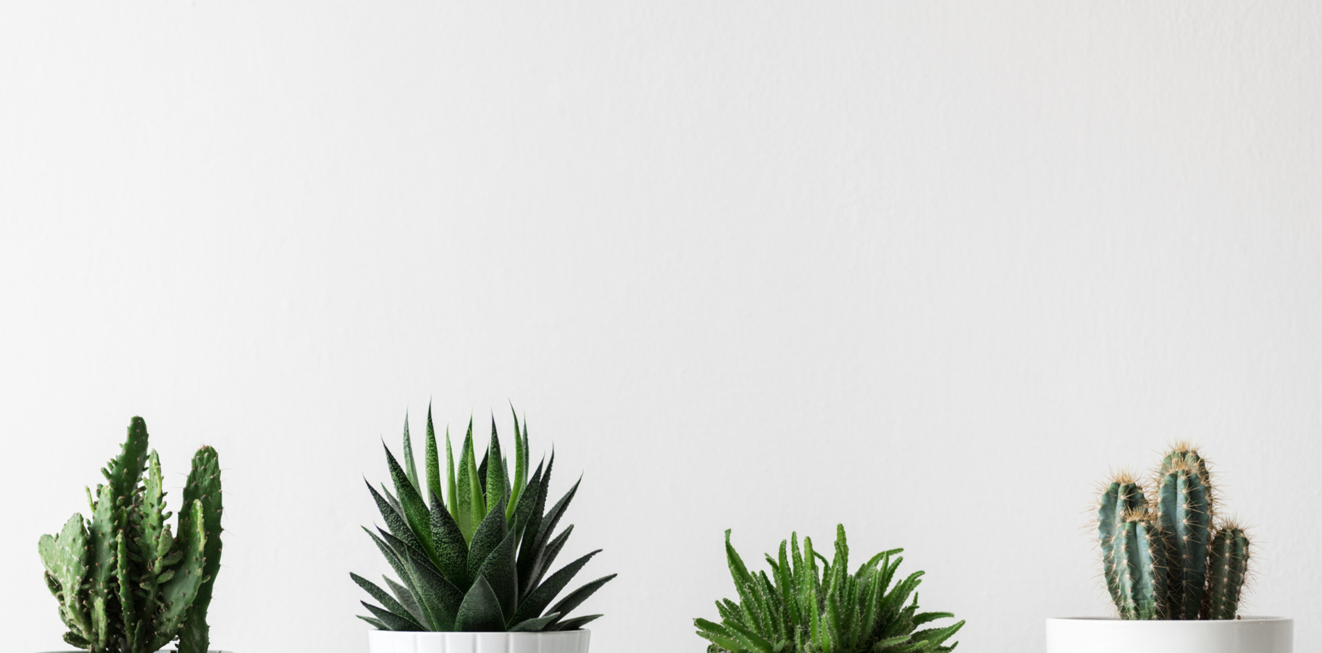 Office Plants London