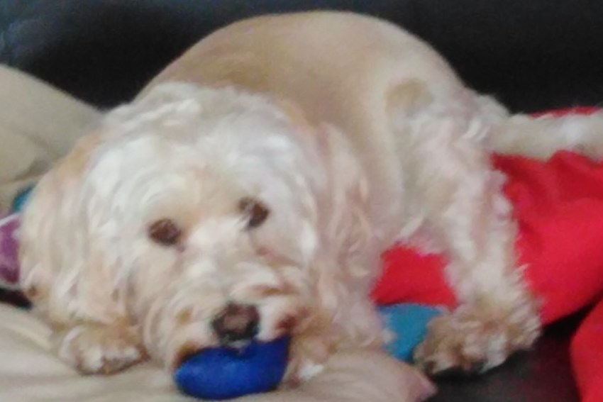 Personalised Platinum Pooch Sleepovers