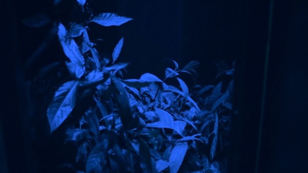 Hicham Berrada: Dreamscapes at the Hayward Gallery Heni Project Space.