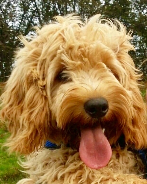 ****Specialist Dog and Puppy Sleepovers for Poos*********