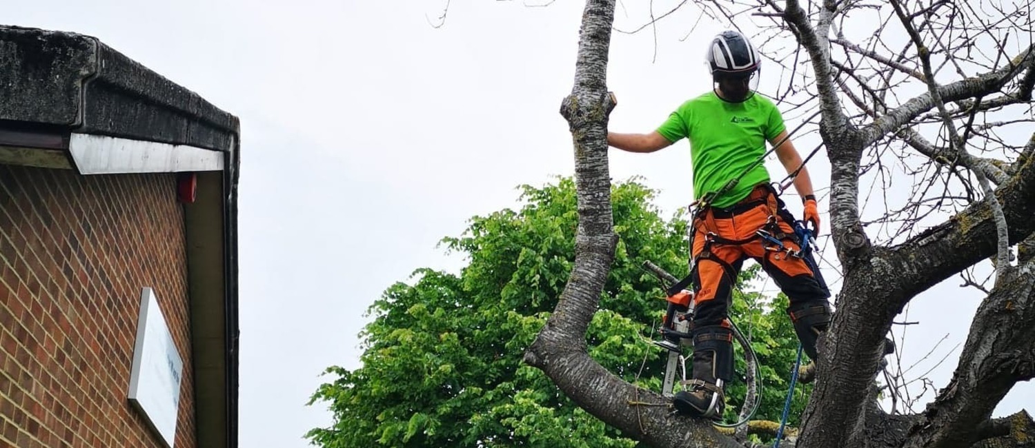 Tree Surgery Isle of Wight