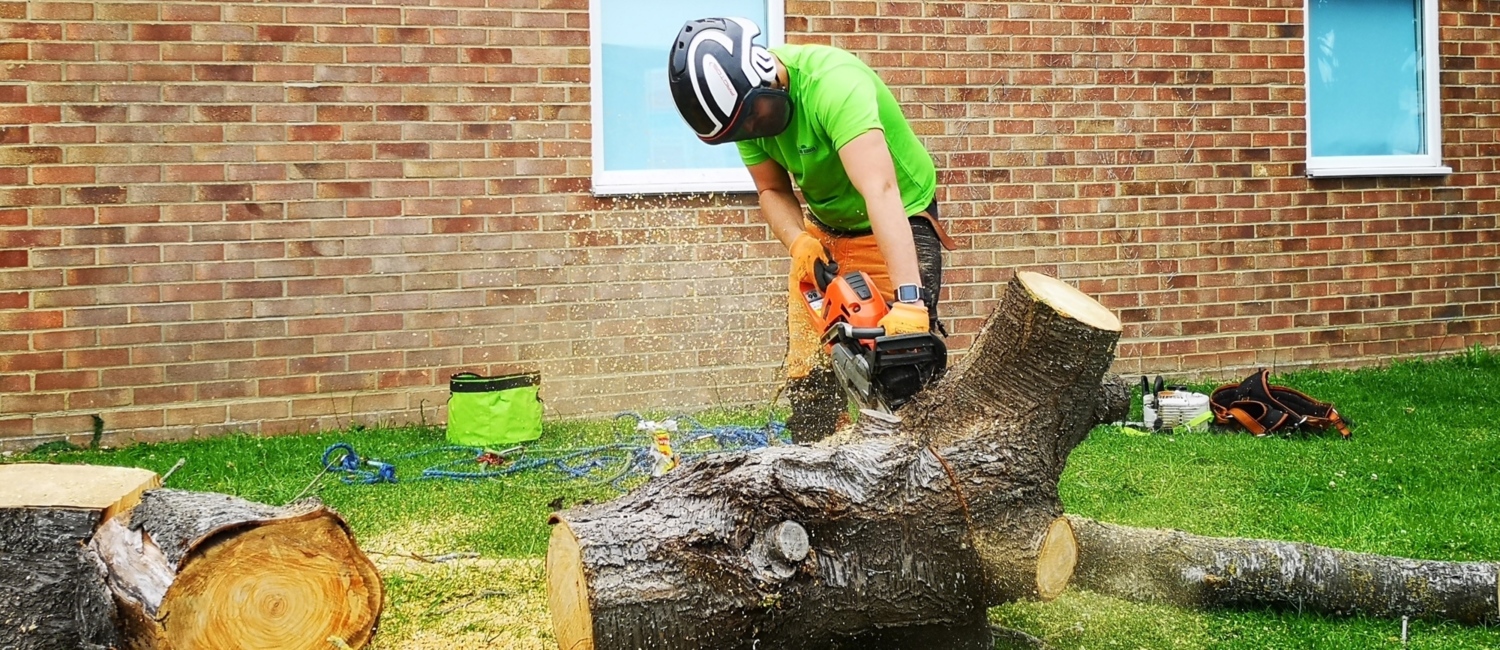 Arborist Isle of Wight
