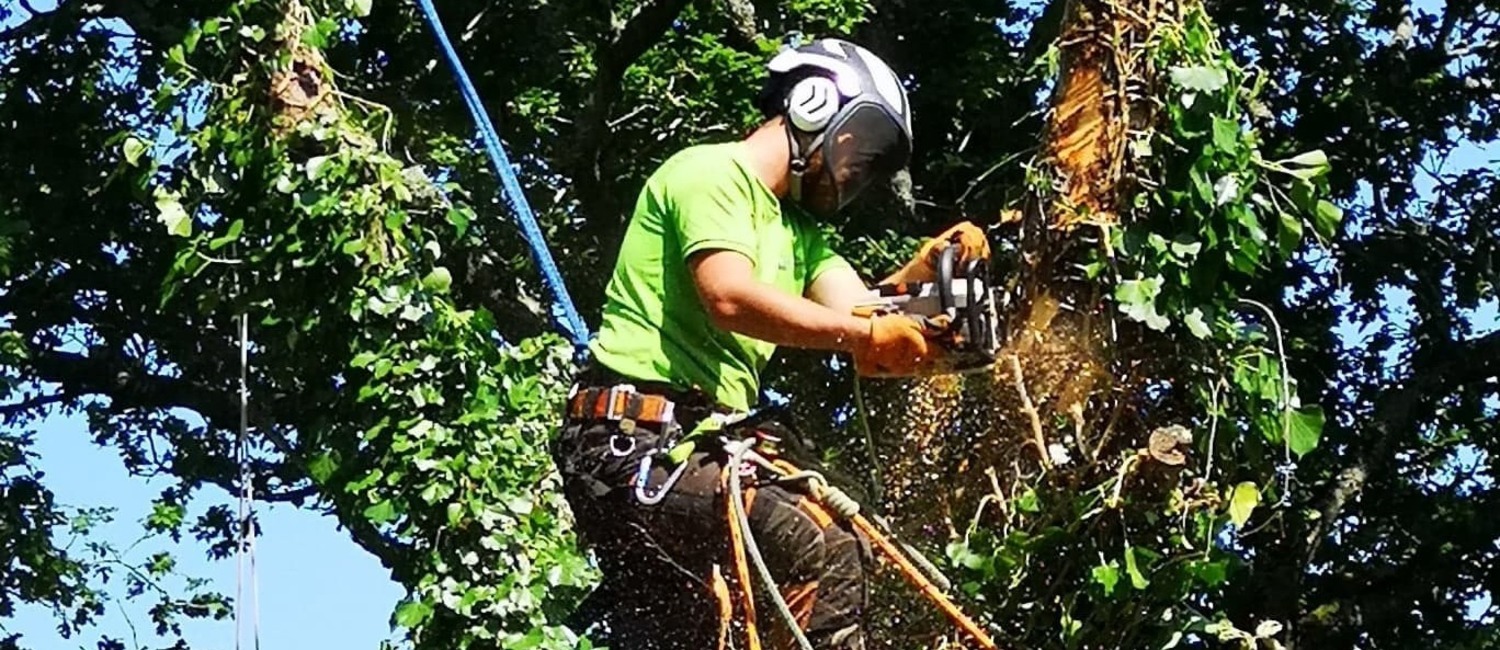 Tree Surgery Isle of Wight