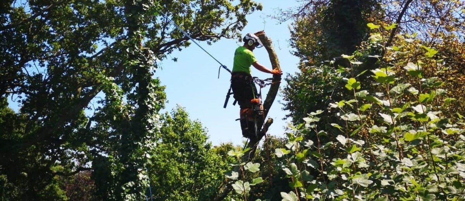 Tree Services Isle of Wight