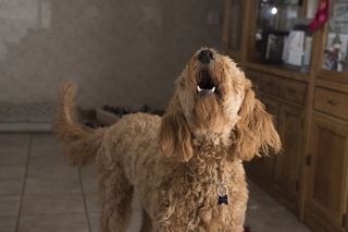 What Did Your Dog Just Say? 15 Bark Sounds and What They Mean