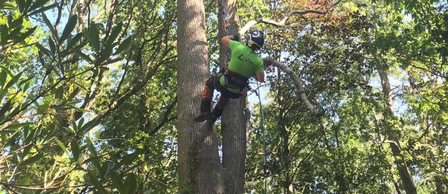 Tree Services Isle of Wight