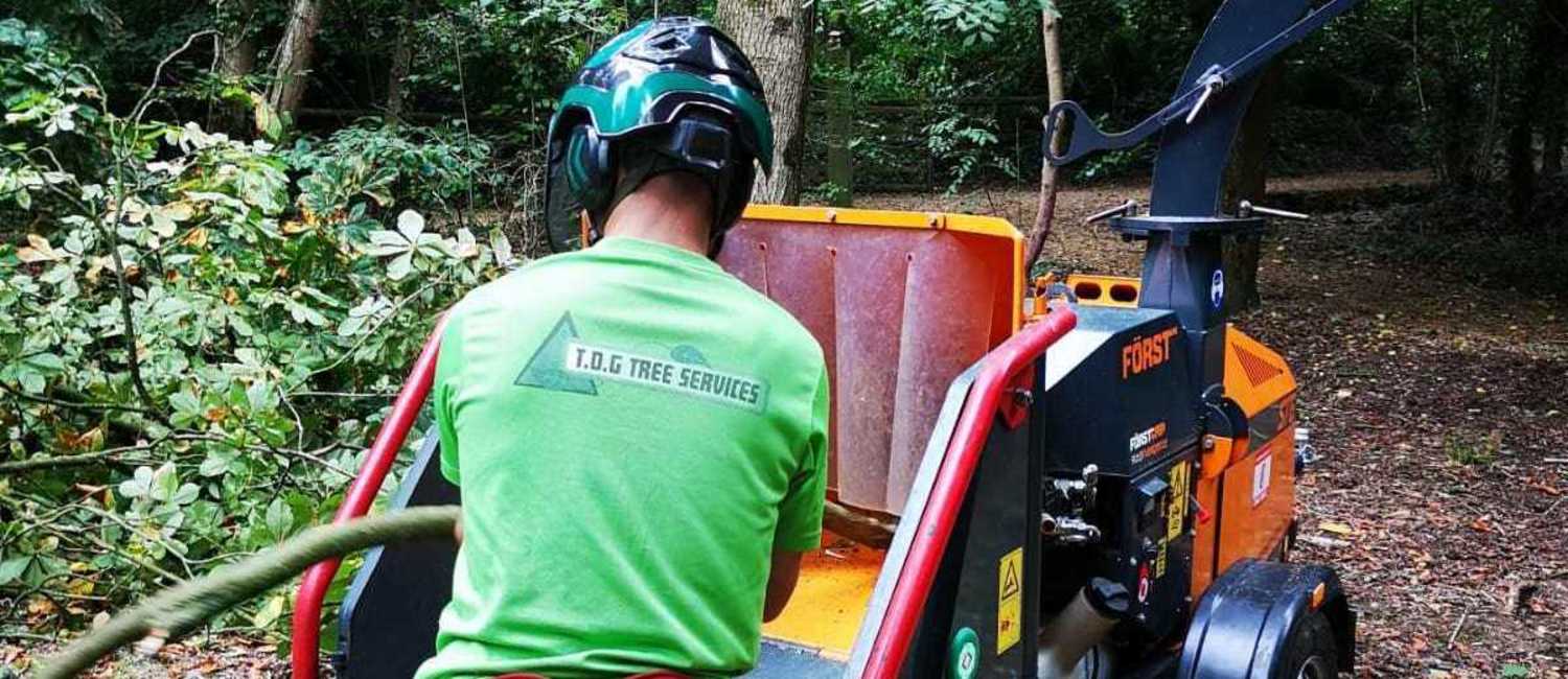 Arborist Isle of Wight