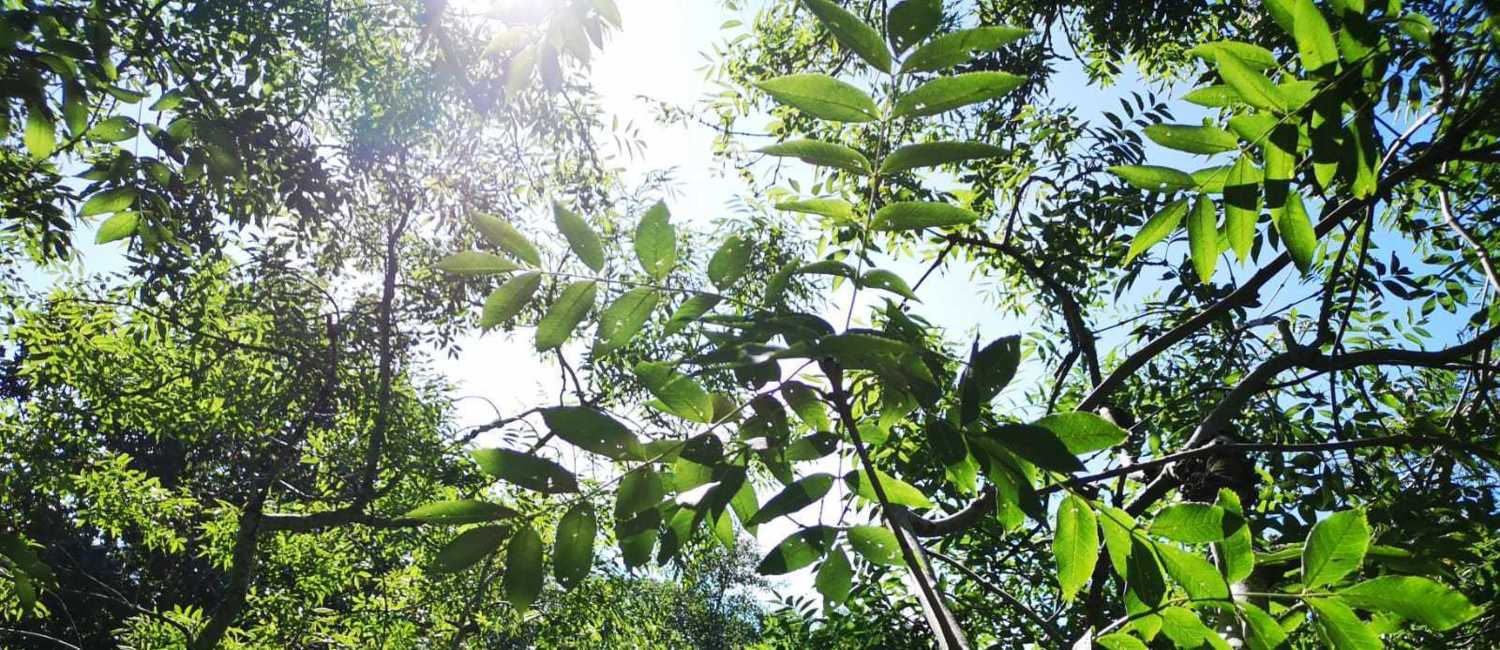 Arborist Isle of Wight