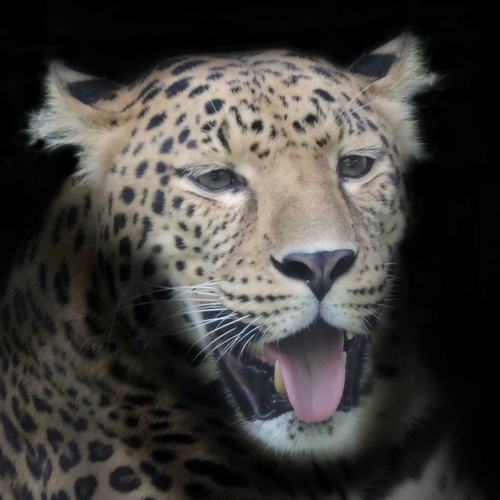Amur Leopard