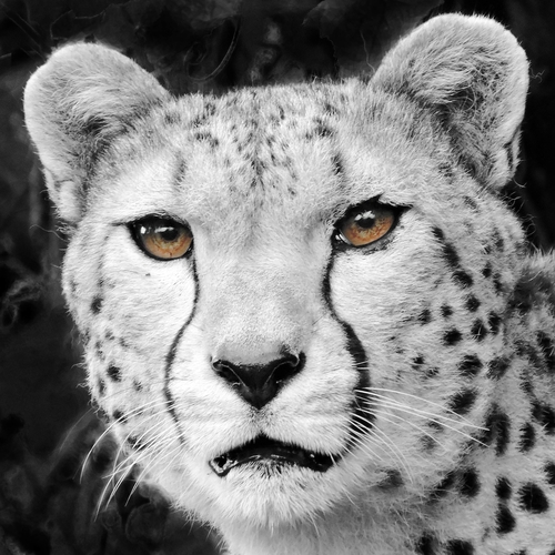 Cheetah Eyes