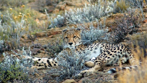 Cheetah in Sanbona