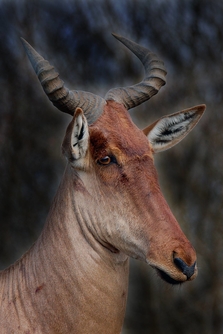 Hartebeest