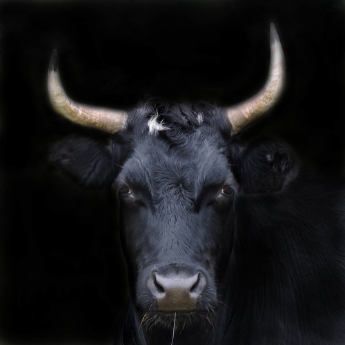Black Heifer