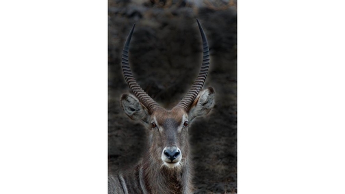 Waterbuck