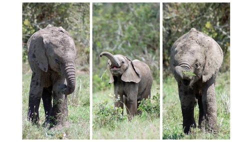 Baby Elephants