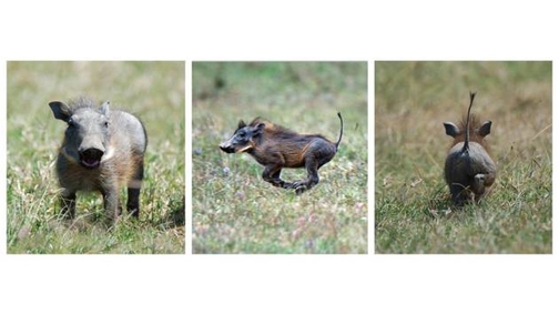Baby Warthogs