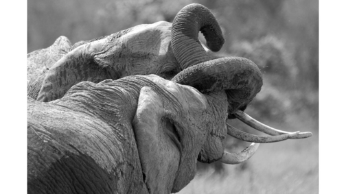 Elephant cuddle