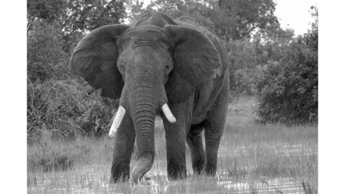 Elephant in the rain