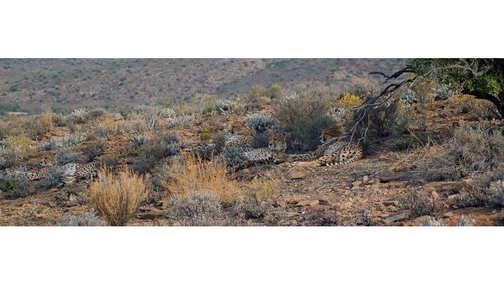 Cheetah family in Sanbona