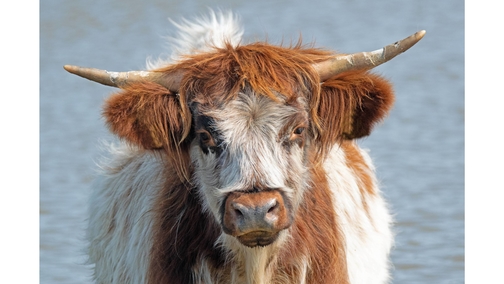 Colourful Highlander