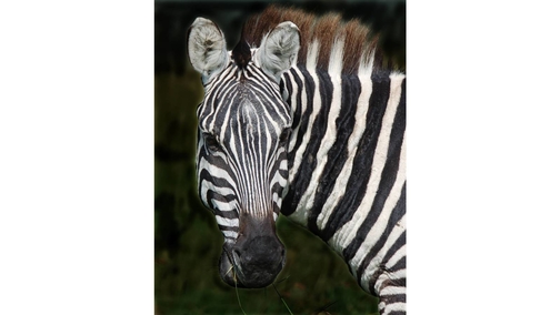 Plains Zebra