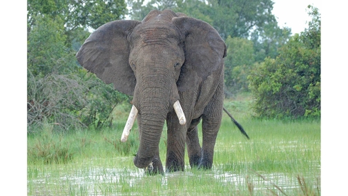 Ele in the rain (colour)