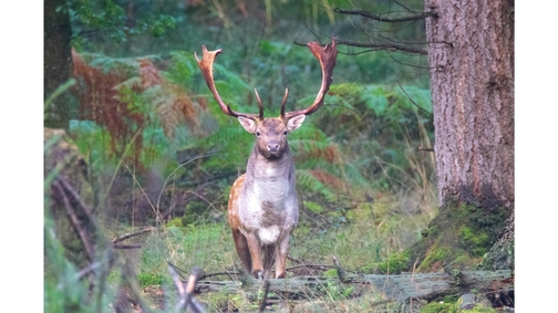 Fallow Buck Linford
