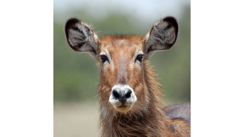 Female Waterbuck