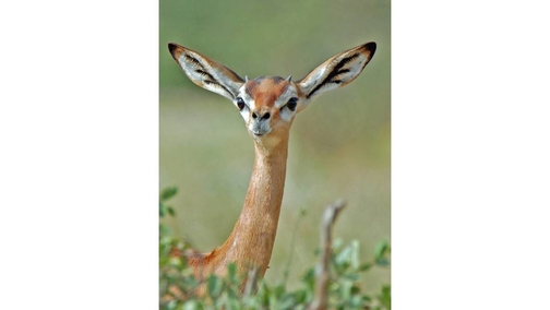 Gerenuk