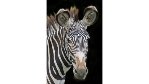 Grevy portrait