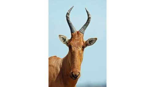 Jackson's Hartebeest