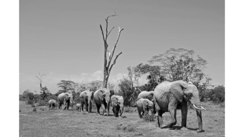 Herd at Ol Pejeta
