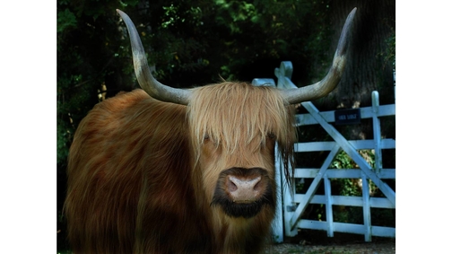 Brockenhurst Highlander