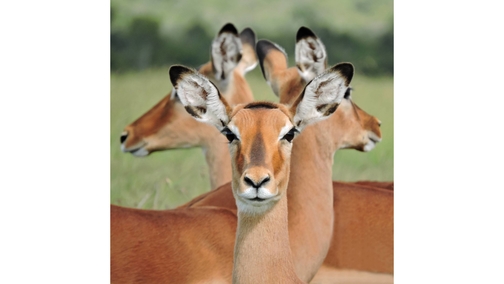 Impala Trio