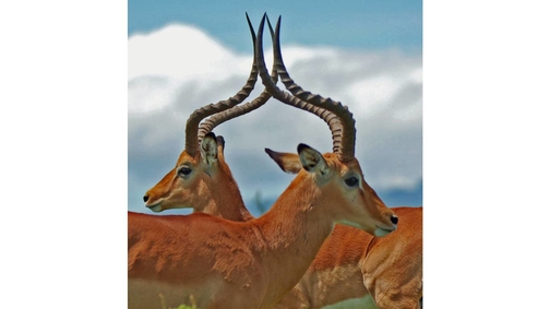Impalas