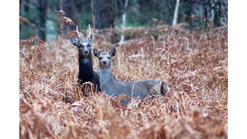 Pair of Roe Deer