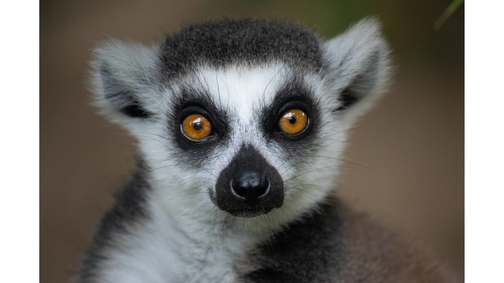 Ring-tailed Lemur