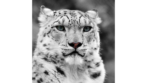 Snow Leopard