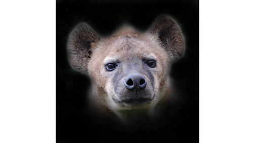 Spotted Hyena