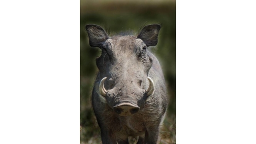 Warthog
