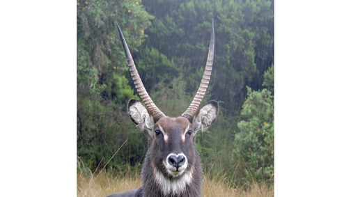 Wet Waterbuck