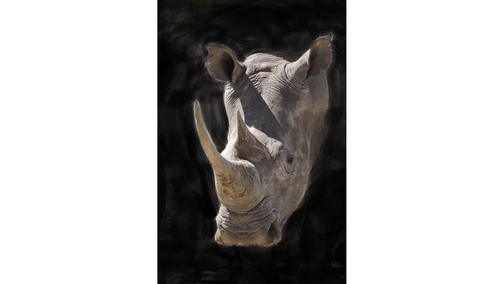 White Rhino portrait