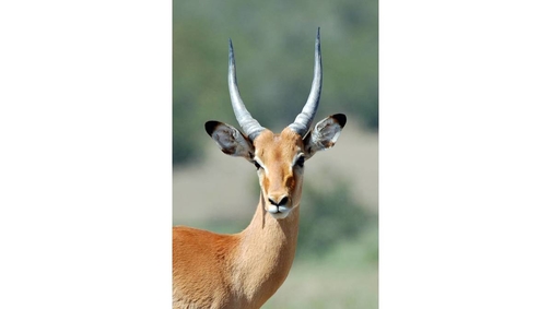 Young Impala