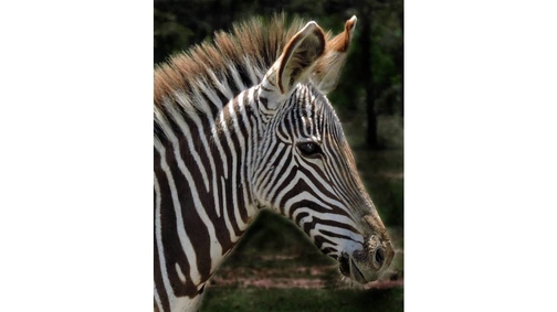 Young Zebra