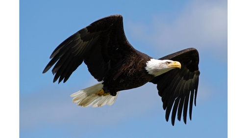 Alaskan Bald Eagle