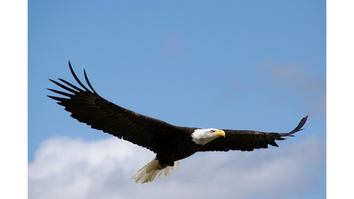 Alaskan Bald Eagle2